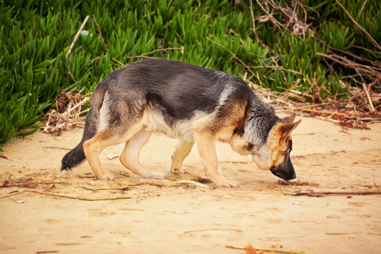 german shepherd, sniffing dog, k9, sniffing, dog, canine, animal, sniff, pet, young, brown, strong, fur, nature, purebred