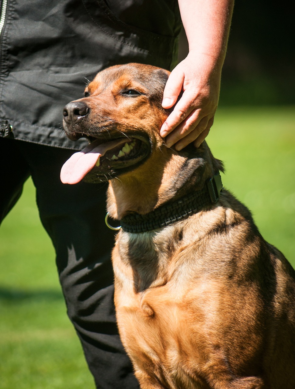 dog, a dog-human team, team, pet, animal, dog sport, stroke, four-legged