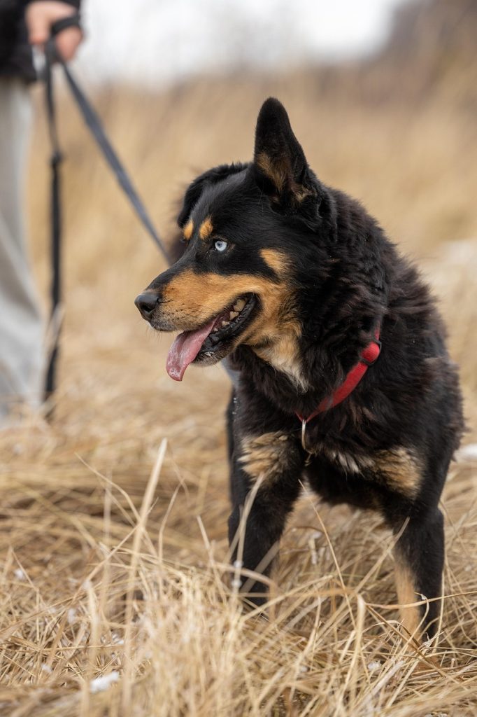 dog, pet, nature, adoption, rescue, cute, animal