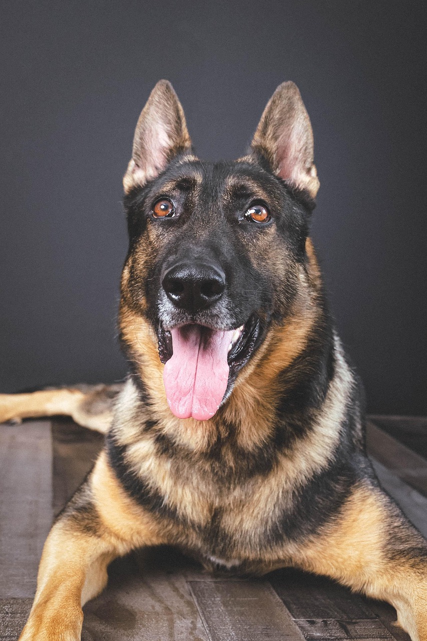 dog, canine, breed, nature, mammal, animal, german shepherd, k9, pet