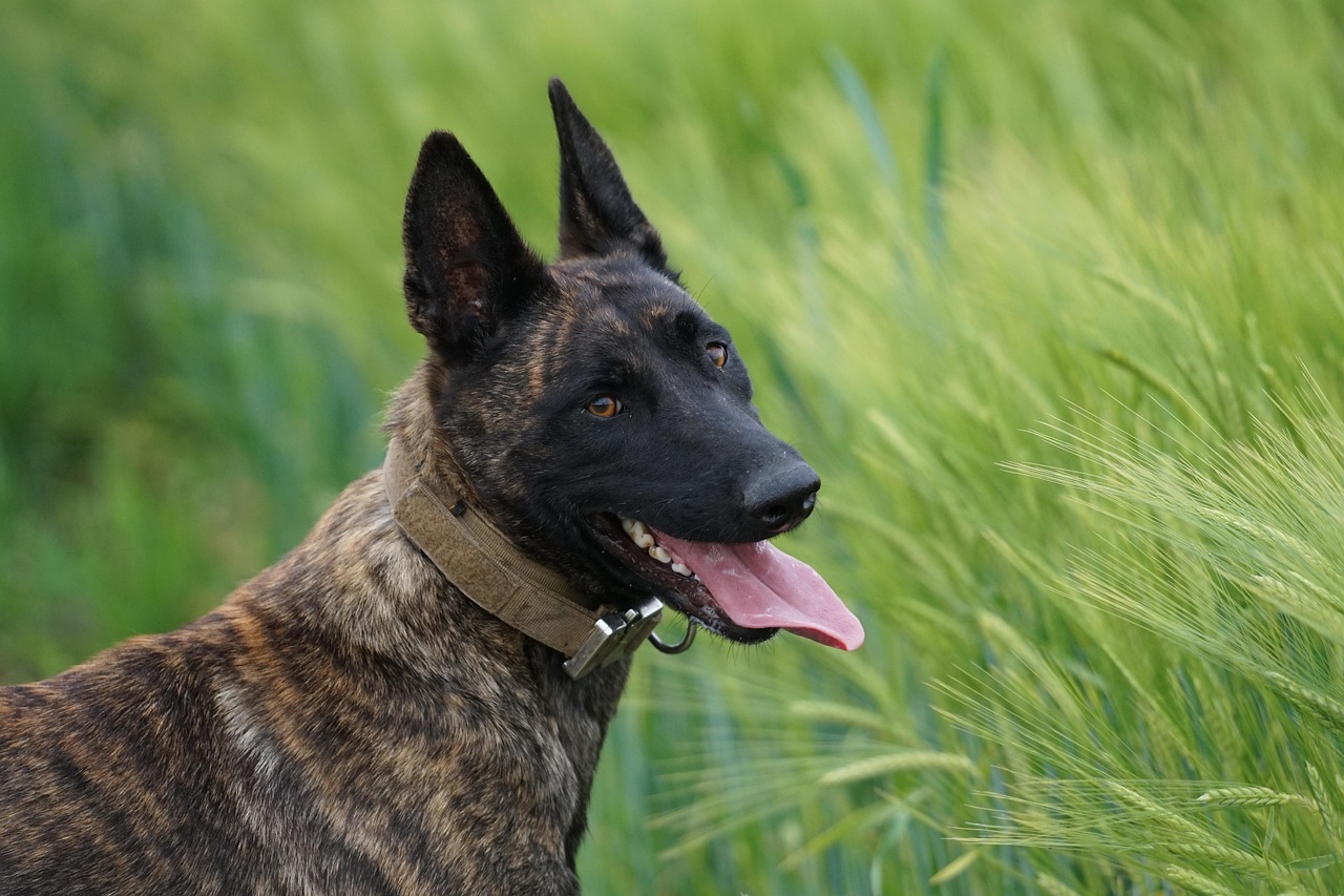 dog, walk, k9, defensive, pet, courage, dutch, sheep-dog, animal, service