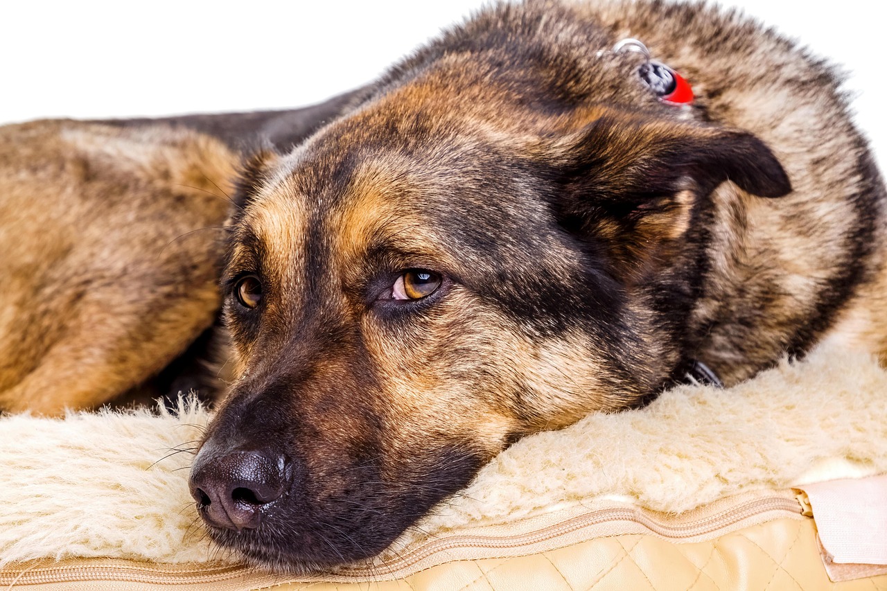 german shepherd, nature, dog, pet, animal, domestic dog, canine, mammal, portrait, k9