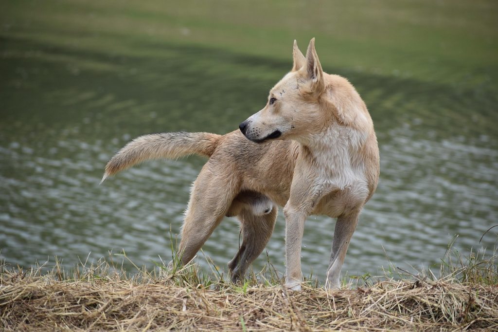 dog, pet, canine, animal, fur, snout, mammal, dog portrait, outdoors, lake, grass, animal photography, pure bread, german shepard, alert, k-9, police dog, river, action, active, looking away, nature, earth, free animal photos, animal photographer