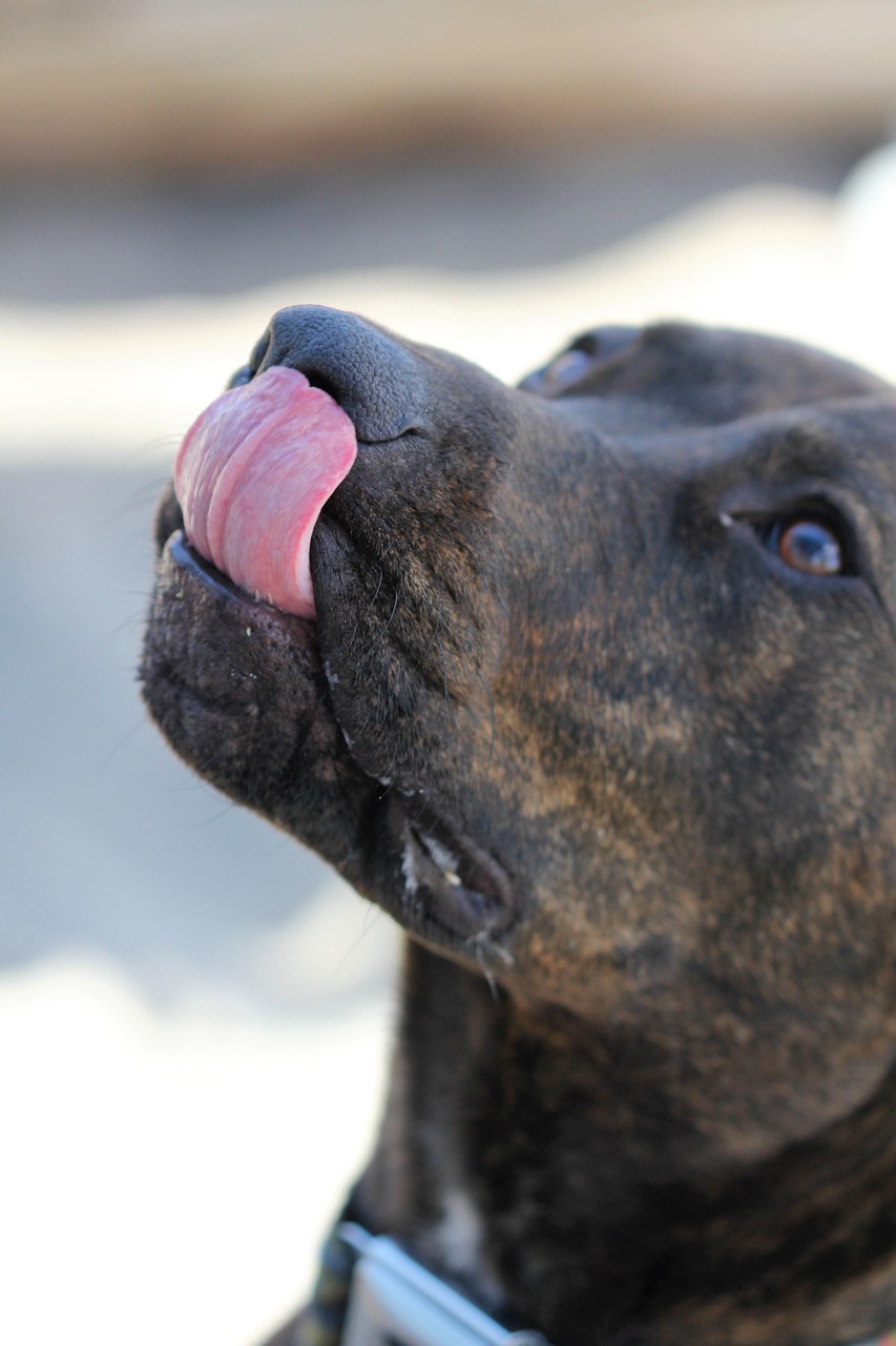 dog, tongue out, animal, nature, cute, tongue, funny, puppy, happy, adorable, pet, canine, purebred, face, brown, k-9, looking, silly, pup, pitbull