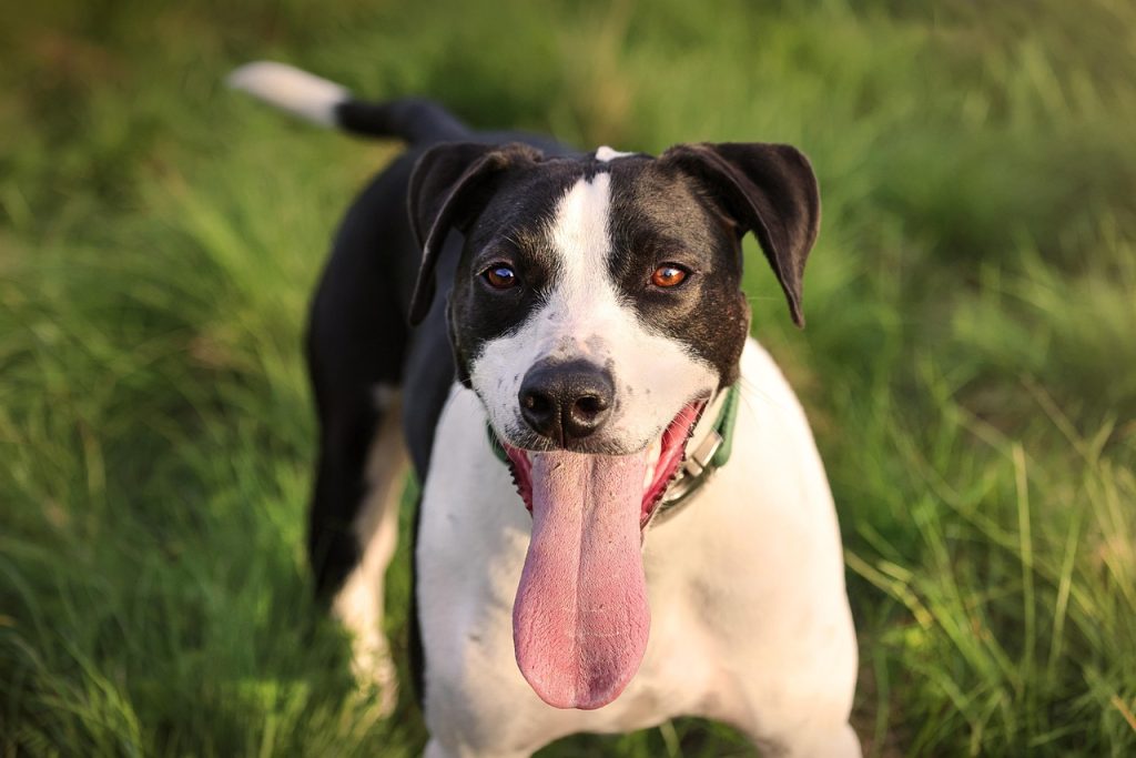 dog, rescue dog, pet, friend, nature, happy, healthy, animal