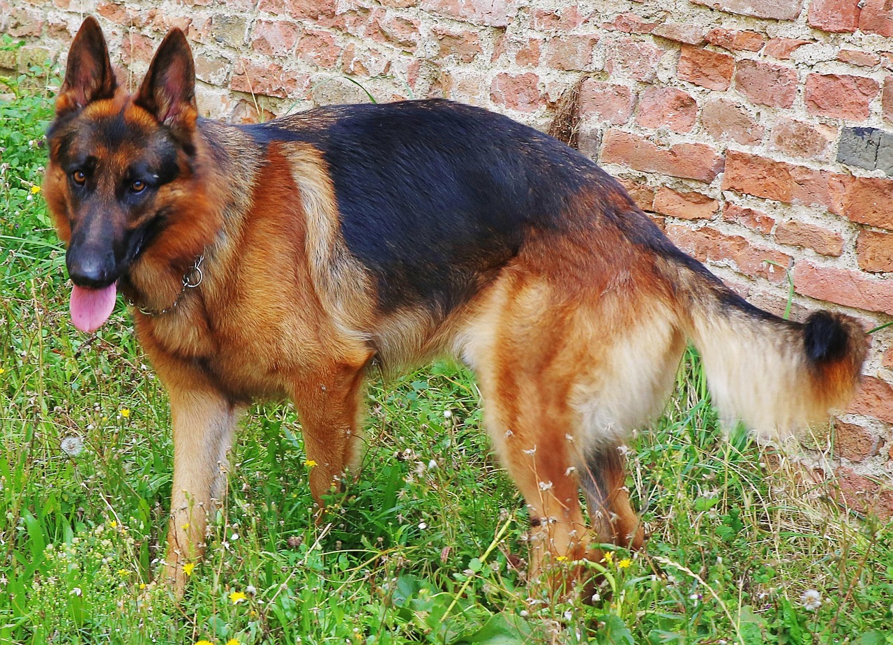 german shepherd, dog, canine, domestic, mammal, purebred, obedient, sitting, pedigreed, animal, attentive, k9, pet, intelligent, nature, trained, companion, loyal, guard, furry, breed, brown train